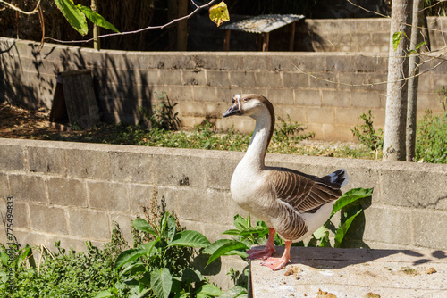 Ganso-africano no Zoo das Aves POÇOS DE CALDAS, MG, BRAZIL - JULY 20, 2023: Specimen of African goose (Anser cygnoides) in the waterfowl sector of the very rich Bird Zoo.