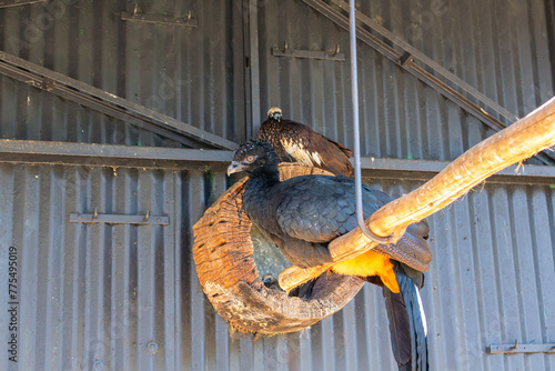 Mutum-de-penacho no Zoo das Aves - POÇOS DE CALDAS, MG, BRAZIL - JULY 20, 2023: Mutum-de-penacho (bare-faced curassow) in one of the immersion enclosures of the exuberant Bird Zoo. photo