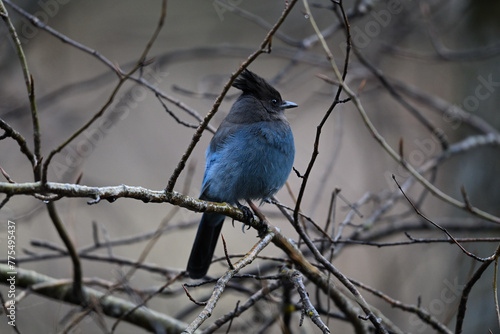 Steller's Jay  at Yosemite National Park photo