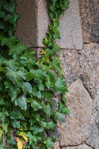 Green ivy growing on a stone wall. Common ivy, English ivy, European ivy, Hedera helix