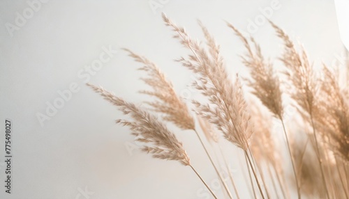 dry beige reed on a white wall background beautiful nature trend decor minimalistic neutral concept closeup