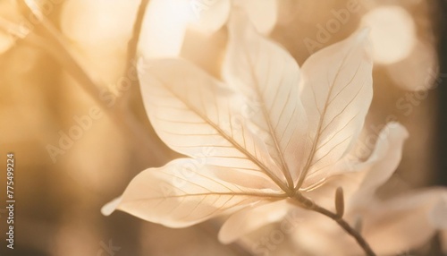 elements of nature authentic naturalness close up biophilic nature inspired textured background skeleton magnolia leaf macro photography