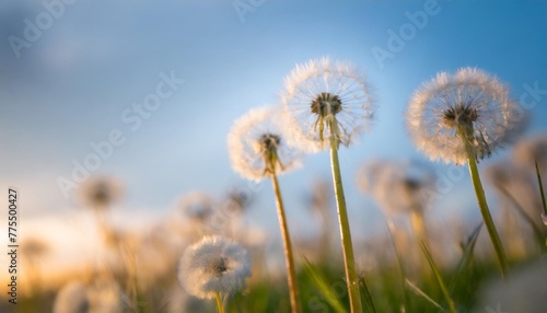 white dandelions on blue background