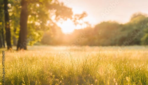 beautiful warm summer widescreen natural landscape of park with a glade of fresh grass lit by sun