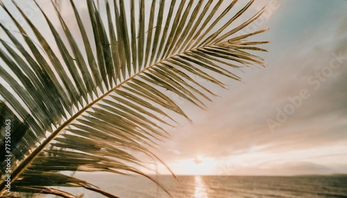 tropical palm leaf green nature background