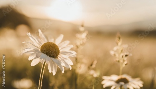 beautiful field meadow flowers chamomile in morning sunny meadow nature landscape close up macro wide format banner copy space © Kristopher