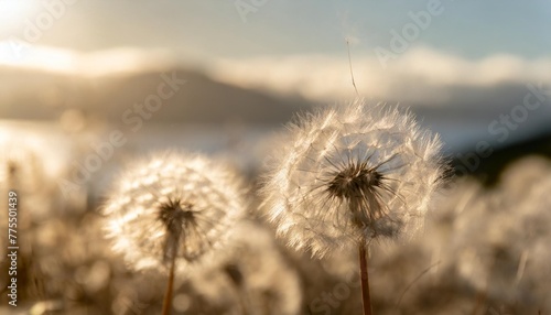 close up macro image of dandelion seed heads with delicate lace like patterns on the greek island of kefalonia