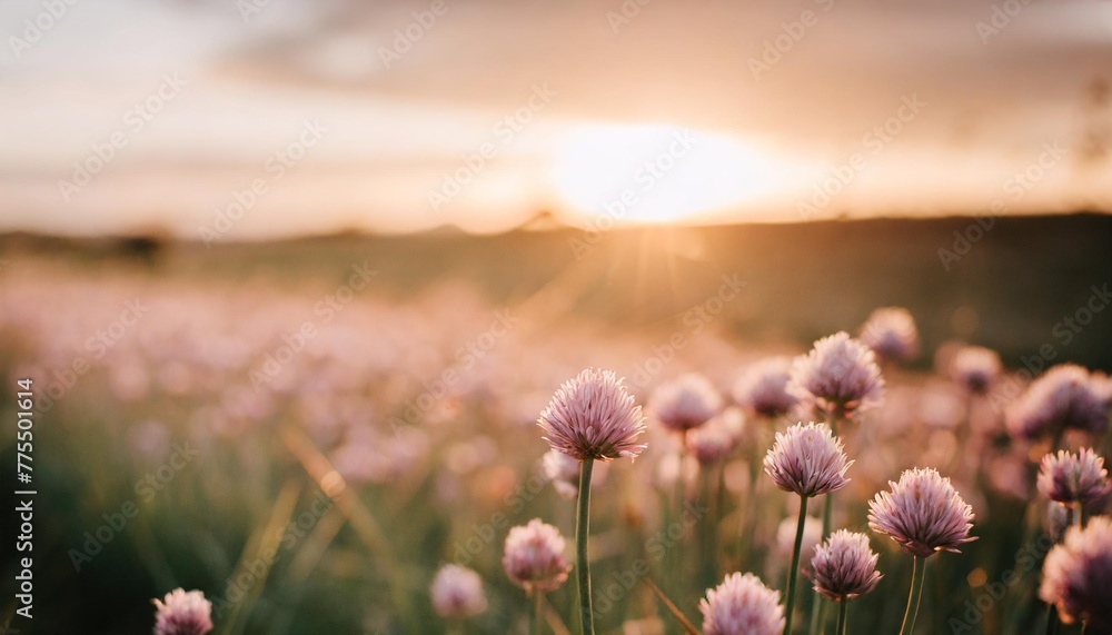chives blooming at sunset purple nature background - obrazy, fototapety, plakaty 