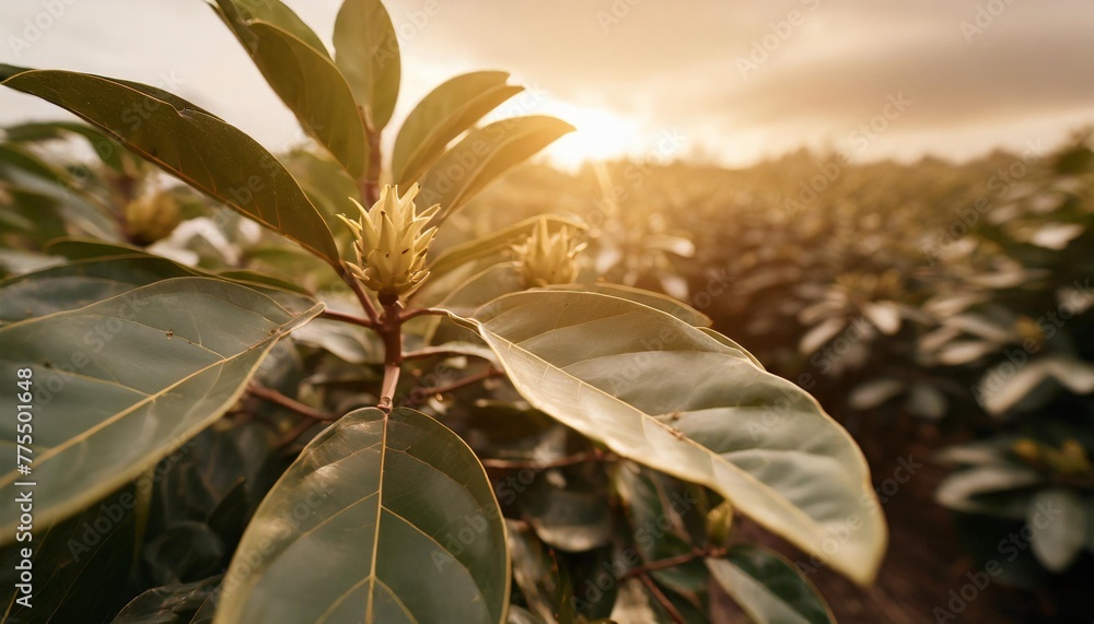 Vivid Where Can I Find Soursop Leaves Background Collection Vivid Where Can I Find Soursop Leaves Background Collection