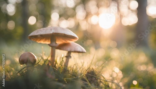 forest mushrooms on blurred green nature background