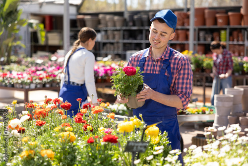 Male gardener takes care of potted flowers ranunculus in modern greenhouse