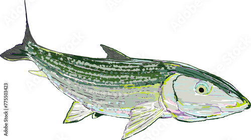 A full colored artsy bonefish