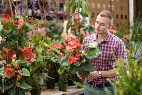 Young man buyer chooses anthurium in pot in flower shop