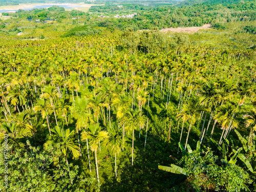 Aerial photography of betel nut plantation in Tunchang, Hainan, China in summer photo