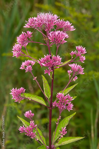 Joe Pye weed at Belding Wildlife Management Area in Connecticut. photo