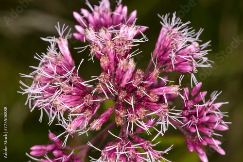 Joe Pye weed at Belding Wildlife Management Area in Connecticut. photo