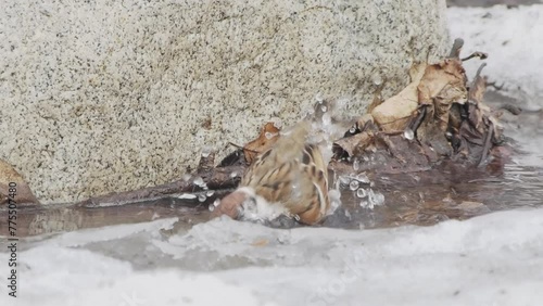 水浴びするスズメ photo