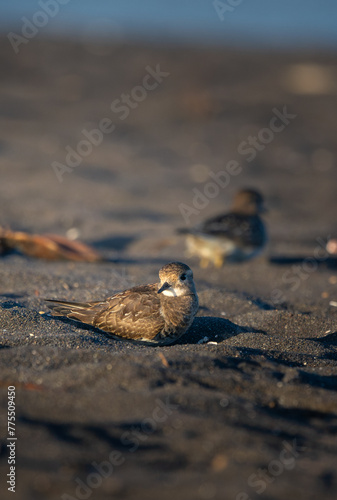 Charadrius modestus lying on the sand