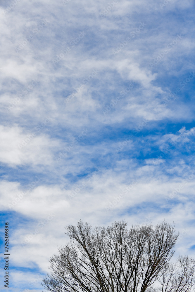 Obraz premium 木の枝と青空と白い雲