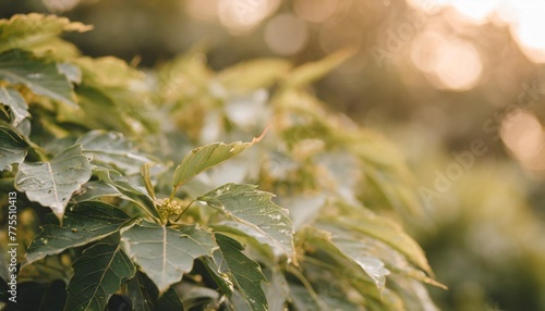 selective focus of green leaves with dark toned ailanthus altissima commonly known as tree of heaven ailanthus is a deciduous tree in the family simaroubaceae nature greenery pattern background photo