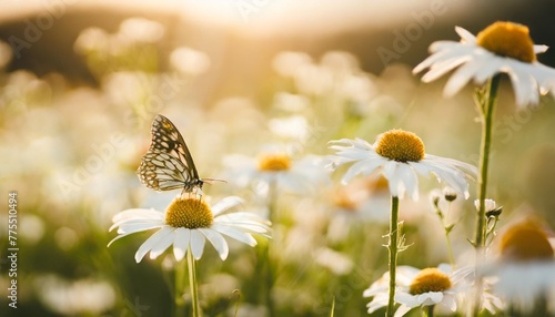 chamomile flowers field with butterfly wide background in sun light summer daisies beautiful nature scene blooming medical chamomilles alternative medicine spring background beautiful meadow photo