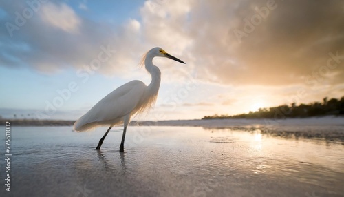 snowy egret © Lauren