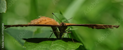 dragonfly on a leaf