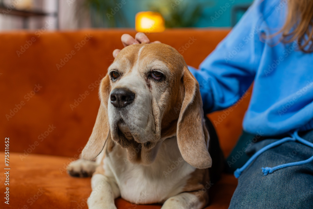 Close-up of crop anonymous young girl child caressing stroking cute beagle dog sitting on sofa couch. Faceless preteen female animal lover spending leisure time with pet dog in living room at home.