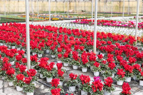 Rows of flowering cyclamen in pots in a greenhouse