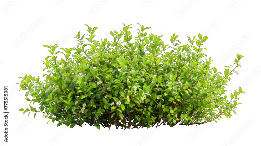 Obraz premium natural green bush on a transparent background