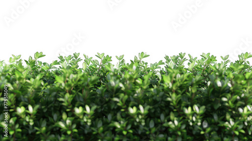 green trimmed bushes on a transparent background