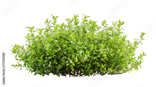 natural green bush on a transparent background