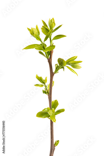 young green leaves on a tree branch isolated on white background  buds in spring