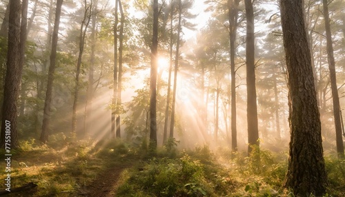 mist in forest with sunbeam rays woods landscape
