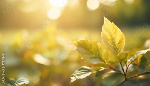 close up beautiful nature view green leaf on blurred greenery background under sunlight with bokeh and copy space using as background natural plants landscape ecology cover concept © Jayla