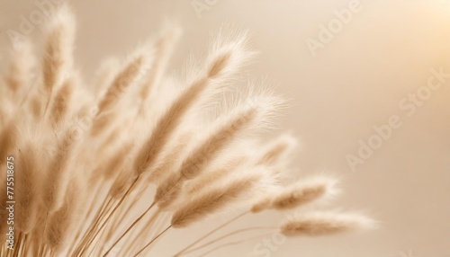 dry fluffy bunny tails grass on neutral beige background tan pom pom plant herbs abstract floral card poster selective blurred focus photo