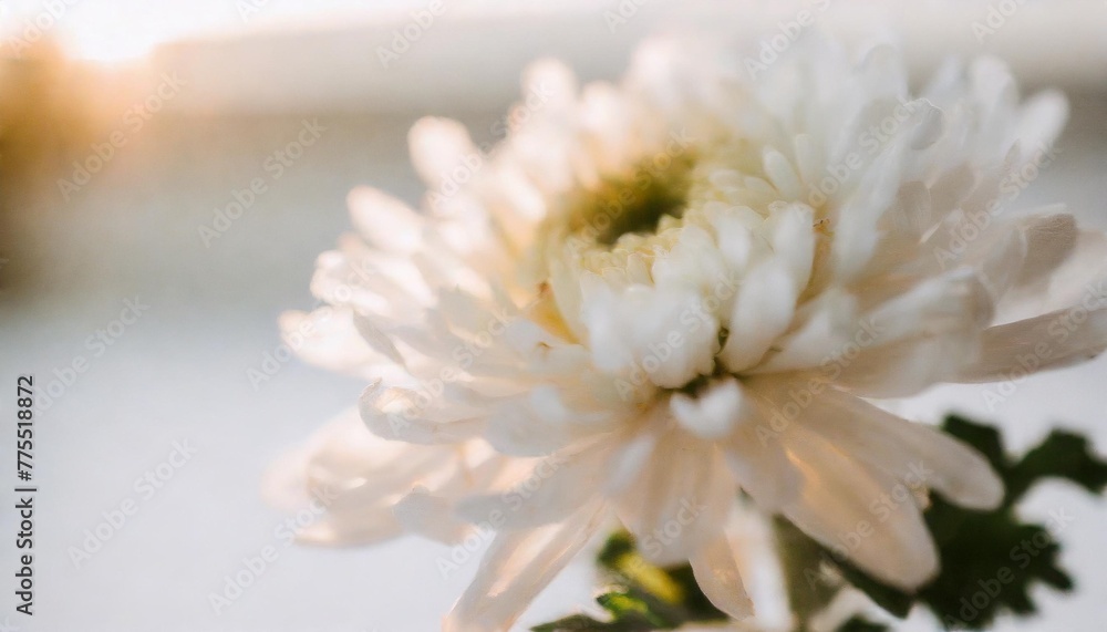 petals of a white chrysanthemum close up on a white background