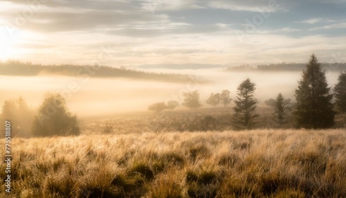 wild foggy meadow landscape