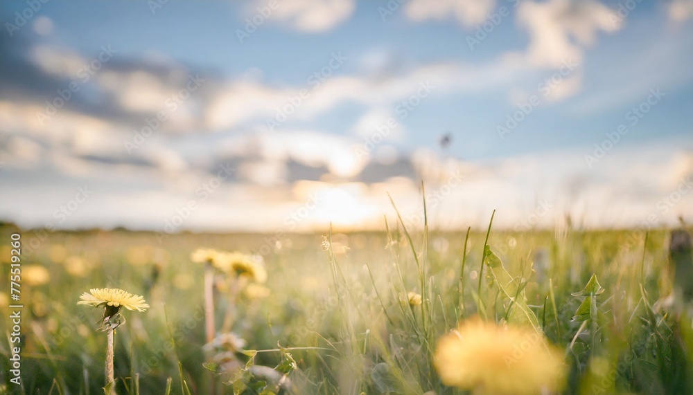 beautiful meadow field with fresh grass and yellow dandelion flowers in nature against a blurry blue sky with clouds summer spring perfect natural landscape