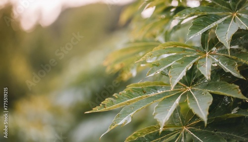 selective focus of green leaves with dark toned ailanthus altissima commonly known as tree of heaven ailanthus is a deciduous tree in the family simaroubaceae nature greenery pattern background photo