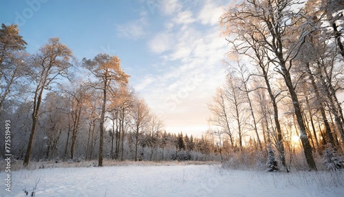 forest cold tree sky background winter snow landscape blue nature season