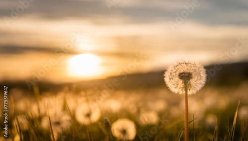 golden sunset and dandelion meditative zen background