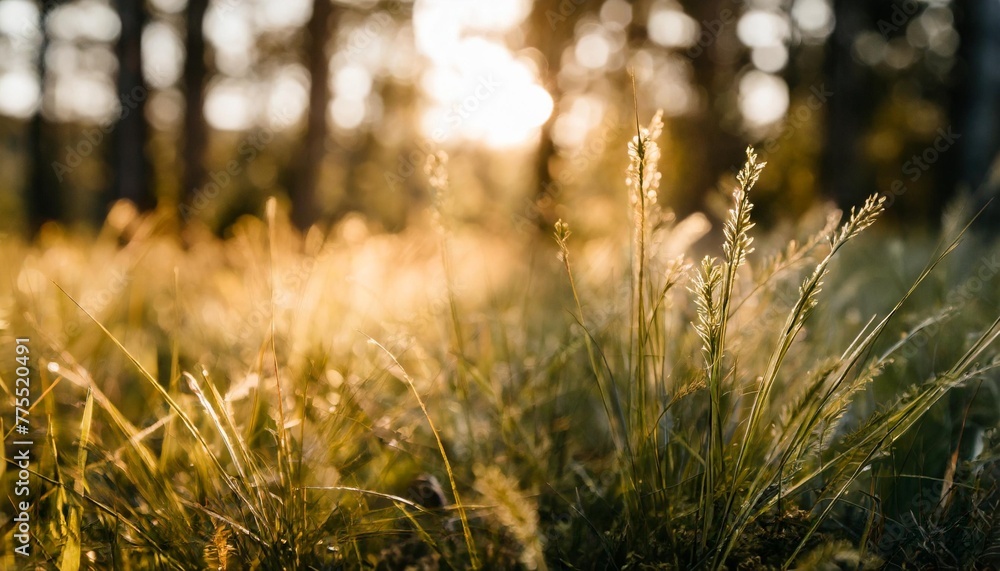 green grass on the forest meadow at sunset macro image beautiful summer nature background