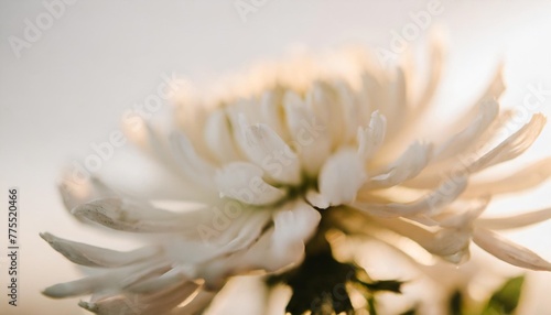 petals of a white chrysanthemum close up on a white background