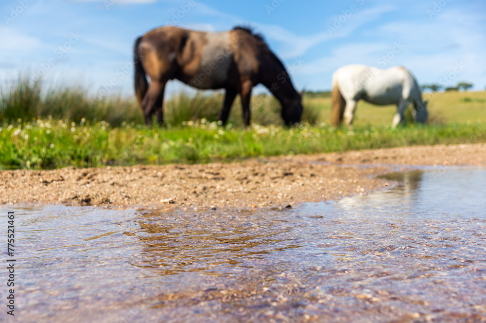 Fototapeta premium Natural Scene: Stream in Detail with Blurred Grazing Horses.