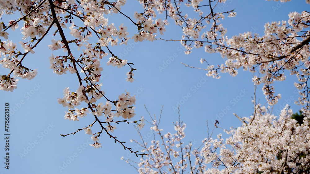 벚꽃 꽃 봄 나무 자연 flower 봄 봄날 하늘