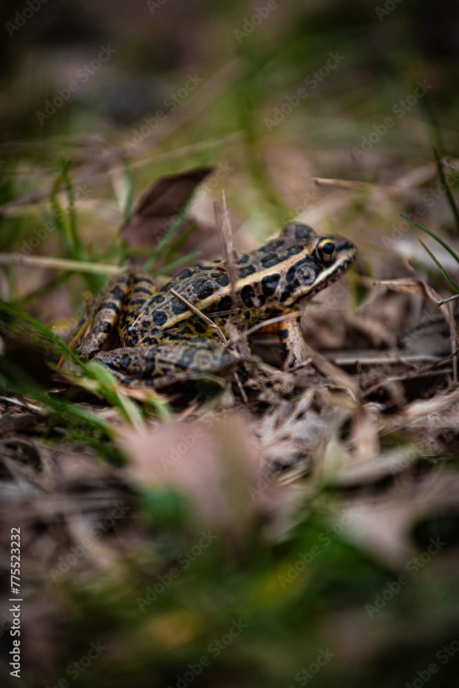 frog in the grass frog in the grass