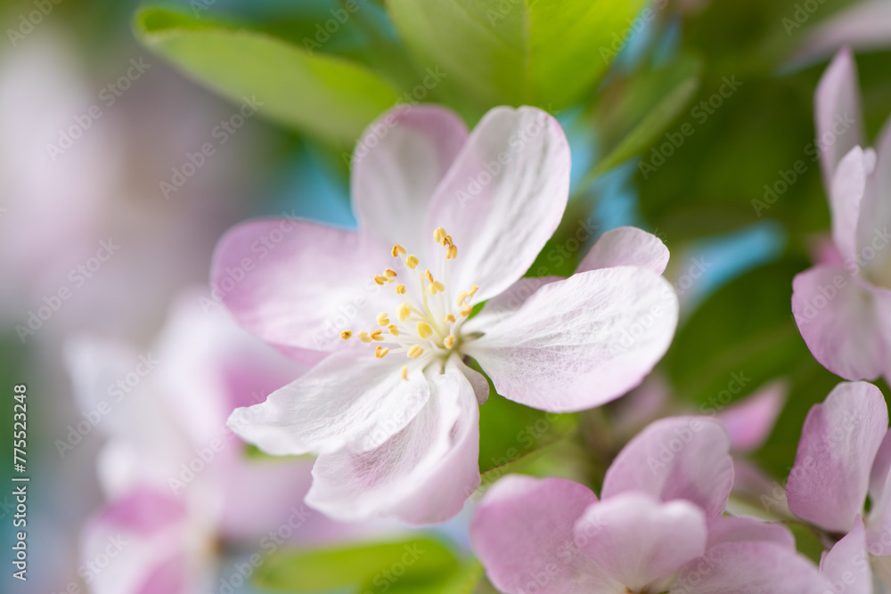 Spring flowers bloom. closeup of malus spectabilis blossoming flowers background. Spring flowers bloom. closeup of malus spectabilis blossoming flowers background.