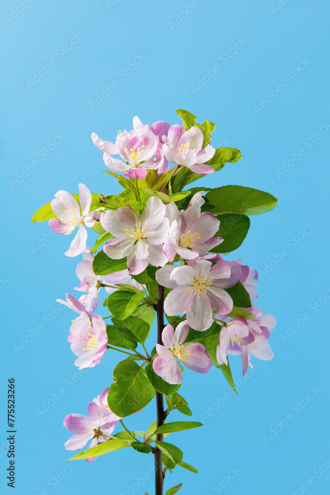 Spring flowers bloom. malus spectabilis blossoming flowers on blue background. Spring flowers bloom. malus spectabilis blossoming flowers on blue background.
