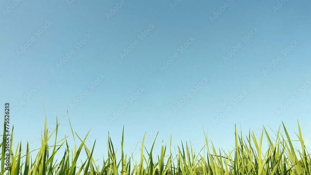 View of the tips of green rice leaves and blue sky in the background.